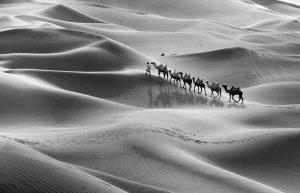 PhotoVivo Honor Mention - Jing Gu (China)  Dream Camel Bell