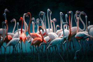 PSA HM Ribbons - Lihong Wang (China)  Flamingos
