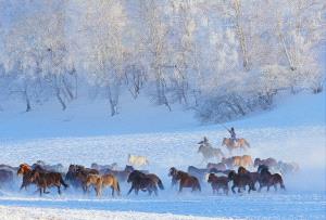 IUP Honor Mention - Qiang Lv (China)  Galloping In Snow