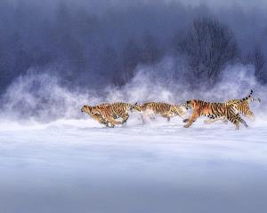 APAS Gold Medal - Jiangchuan Tong (China)  Tigers