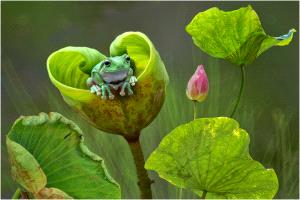 PhotoVivo Honor Mention e-certificate - Lee Eng Tan (Singapore)  Frog And Lotus 2